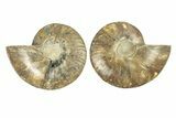 Cut & Polished, Agatized Ammonite Fossil - Madagascar #264775-1